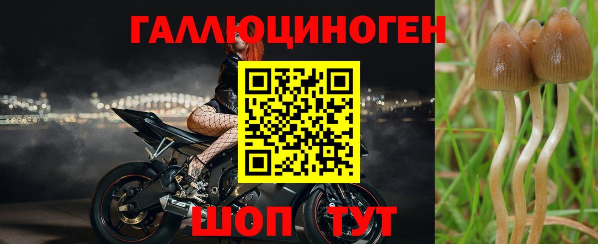 Белово  Галлюциногенные грибы Psilocybine cubensis  Вход с VPN 